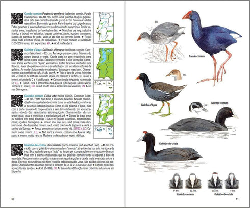 Aves de Portugal - Costa, de Juhana, Vatela 2018