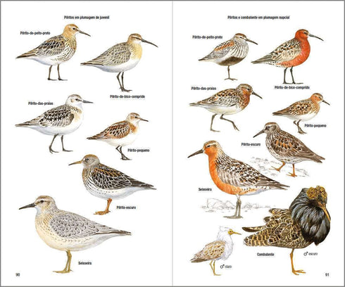 Aves de Portugal - Costa, de Juhana, Vatela 2018