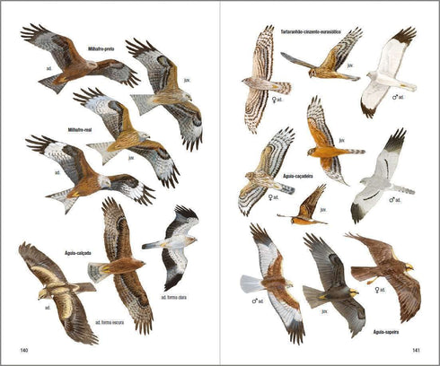 Aves de Portugal - Costa, de Juhana, Vatela 2018