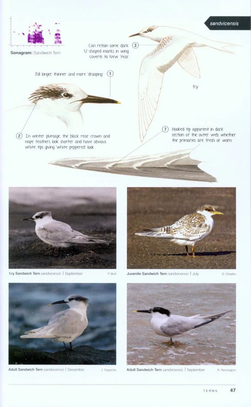 Birding Frontiers Challenge Series AUTUMN - Garner, M. 2014