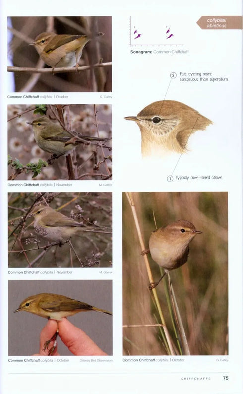 Birding Frontiers Challenge Series AUTUMN - Garner, M. 2014