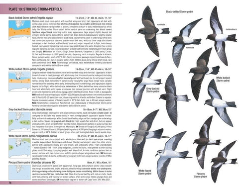 Field Guide to Birds of Greater Southern Africa - Barnes, K. ym 2024