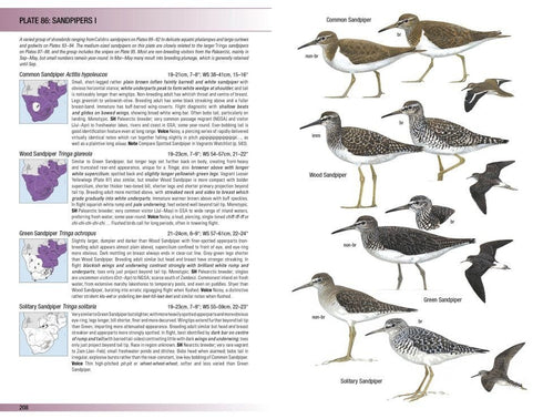 Field Guide to Birds of Greater Southern Africa - Barnes, K. ym 2024