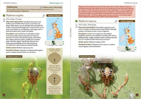 Britain`s Spiders – A Field Guide - Lawrence Bee 2017