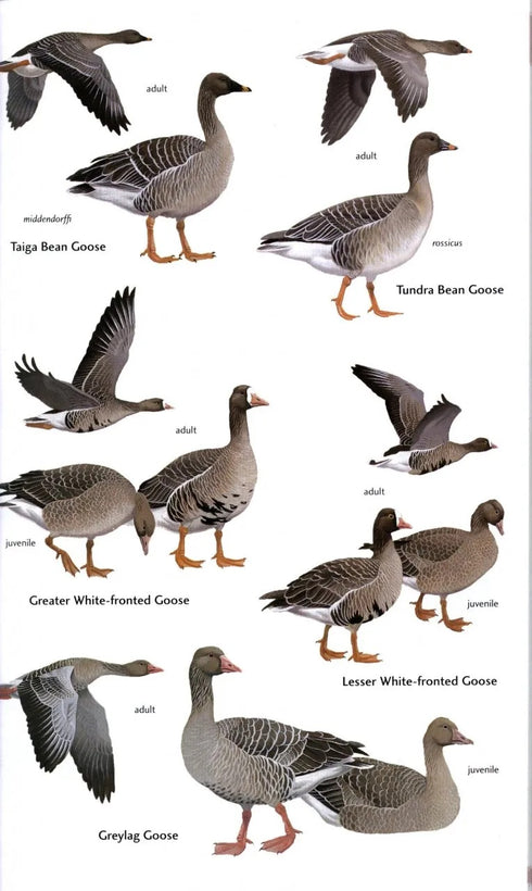 Birds of Central Asia - Aýe, R. ym. 2012