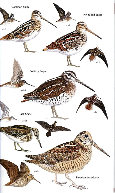 Birds of Central Asia - Aýe, R. ym. 2012