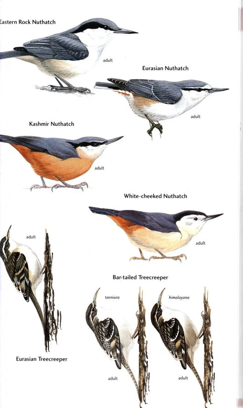 Birds of Central Asia - Aýe, R. ym. 2012