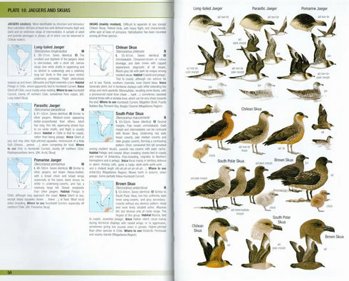 Birds of Chile -  Pińa, Cifuentes 2021