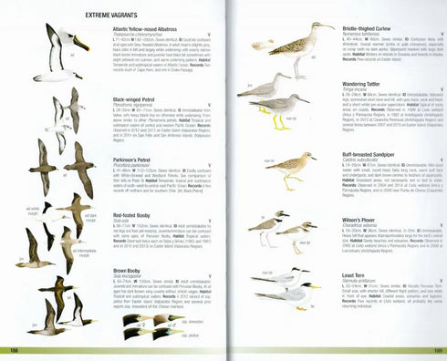 Birds of Chile -  Pińa, Cifuentes 2021