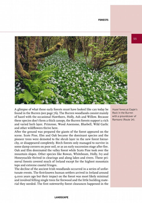 Crossbill Guides Ireland - Carsten, Krieger 2022