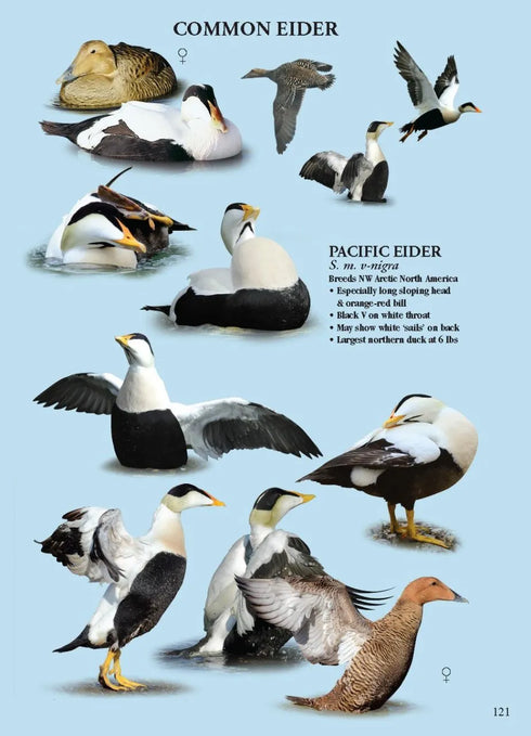 North American Ducks, Geese and Swans: an identification guide - Frank Todd 2018