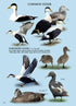 North American Ducks, Geese and Swans: an identification guide - Frank Todd 2018