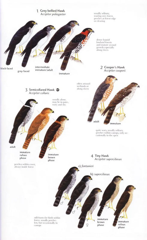 Birds of Northern South America, osa 2: Kuvat ja kartat - Restall, R. 2006