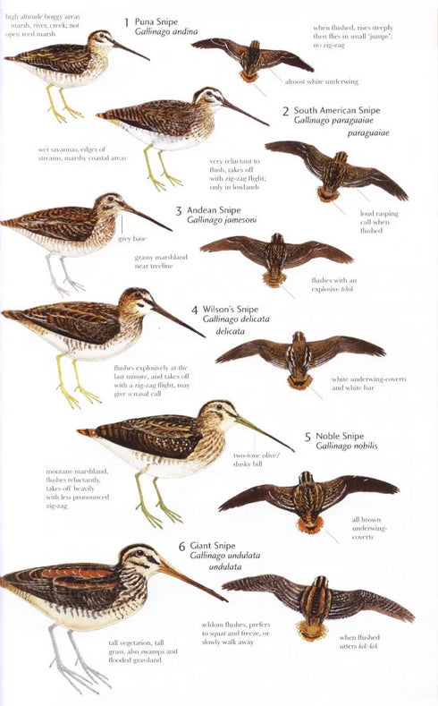 Birds of Northern South America, osa 2: Kuvat ja kartat - Restall, R. 2006