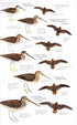Birds of Northern South America, osa 2: Kuvat ja kartat - Restall, R. 2006