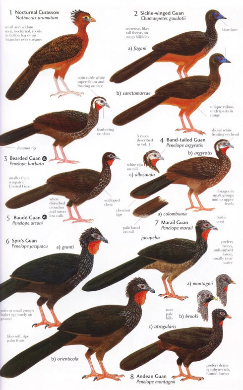 Birds of Northern South America, osa 2: Kuvat ja kartat - Restall, R. 2006