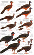 Birds of Northern South America, osa 2: Kuvat ja kartat - Restall, R. 2006