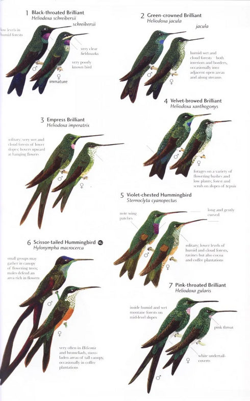 Birds of Northern South America, osa 2: Kuvat ja kartat - Restall, R. 2006