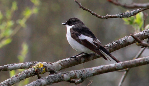 Design kerrostalo, tiaisille ja kirjosiepolle, 2 kerrosta ruskea -lentoaukko 32mm