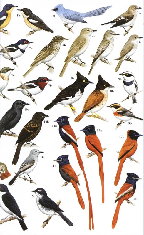 Field Guide to birds of the Gambia and Senegal - Barlow, C. & Wacher, T. 2007