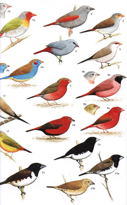 Field Guide to birds of the Gambia and Senegal - Barlow, C. & Wacher, T. 2007