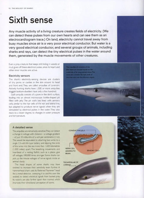 The Encyclopedia of Sharks - Parker,S. 2008