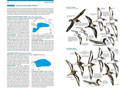 Seabirds the new identification guide - Harrison,P. ym. 2021