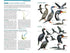 Seabirds the new identification guide - Harrison,P. ym. 2021
