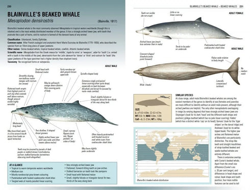 Handbook of Whales, Dolphins and Porpoises - Mark Carwardine 2019