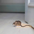 Doorstop Wood Mouse - ovistoppari / Wildlife Garden