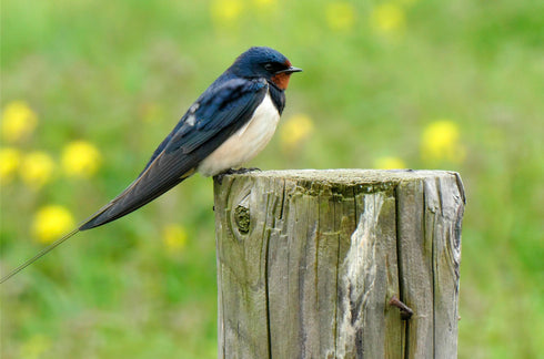 Haarapääskyn pönttö Schwegler no 10 - kestävä puubetoniseos