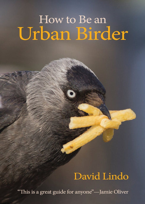 How to be urban birder, Lindo 2018