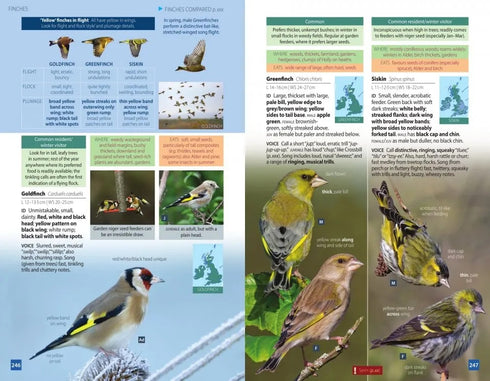 British Birds, Pocket Guide - Hume, R. ym. 2019