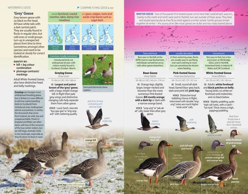 British Birds, Pocket Guide - Hume, R. ym. 2019