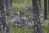 Metsäjänis - utelias älykkö, Kujansuu, E., 2021