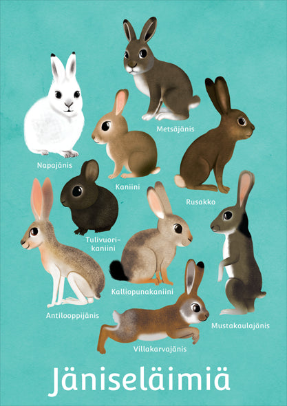 Postikortti - jäniseläimiä