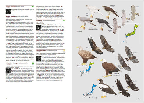 Birds of japan - Otami Chikara, 2019 kovakantinen