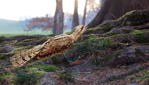Kottaraisen- / käenpiianpönttö - lentoaukko 50mm
