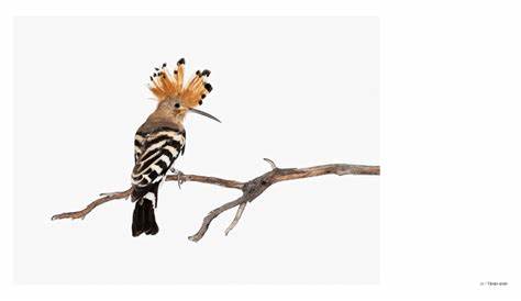 Observing Eye, Sanna Kannisto