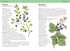 Concise Medicinal Plants - Tiffany Francis-Baker 2025