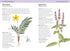Concise Medicinal Plants - Tiffany Francis-Baker 2025