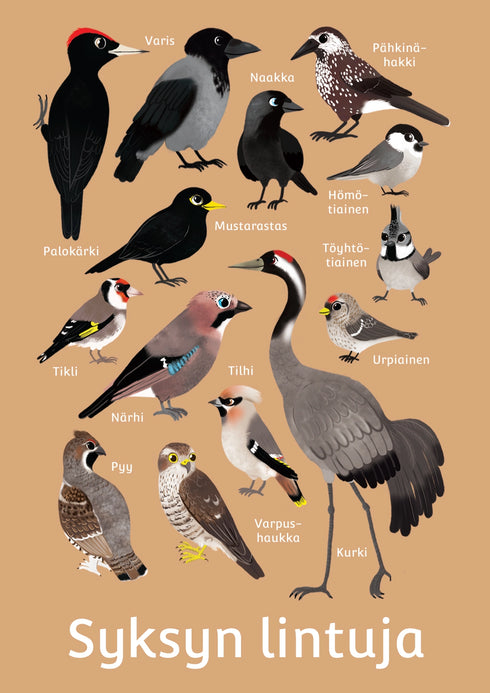 Postikortti - syksyn lintuja