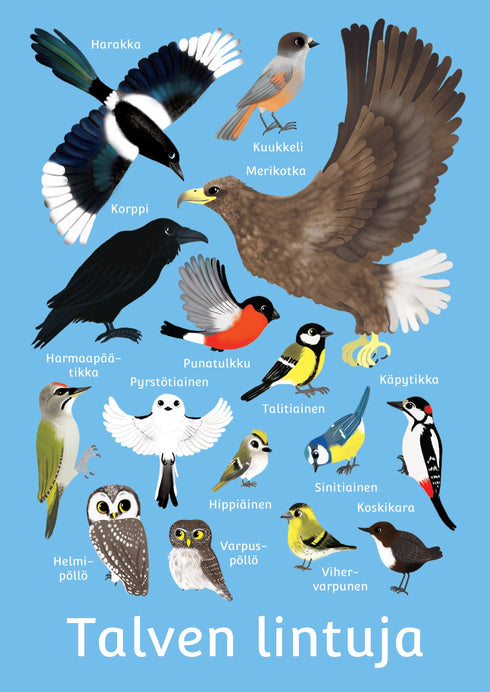 Postikortti - talven lintuja