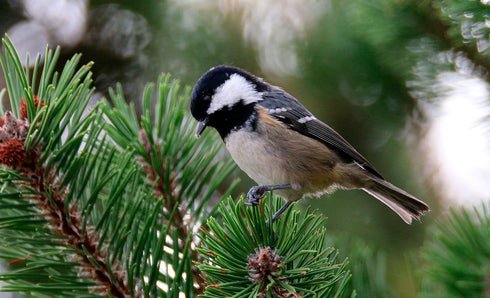 Sini- / kuusitiaisen pönttö - lentoaukko 28mm