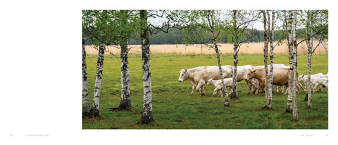 Lehmilaitumilla Lehmilaitumilla - Leivo Mauri 2022