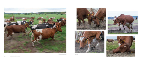 Lehmilaitumilla Lehmilaitumilla - Leivo Mauri 2022