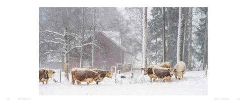 Lehmilaitumilla Lehmilaitumilla - Leivo Mauri 2022