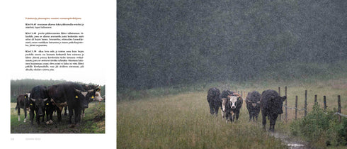 Lehmilaitumilla Lehmilaitumilla - Leivo Mauri 2022