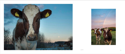 Lehmilaitumilla Lehmilaitumilla - Leivo Mauri 2022