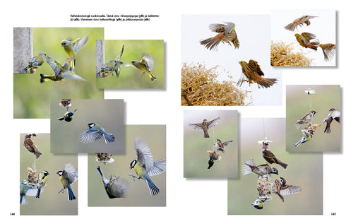 Lintulaudan elämää - Leivo, M. 2015